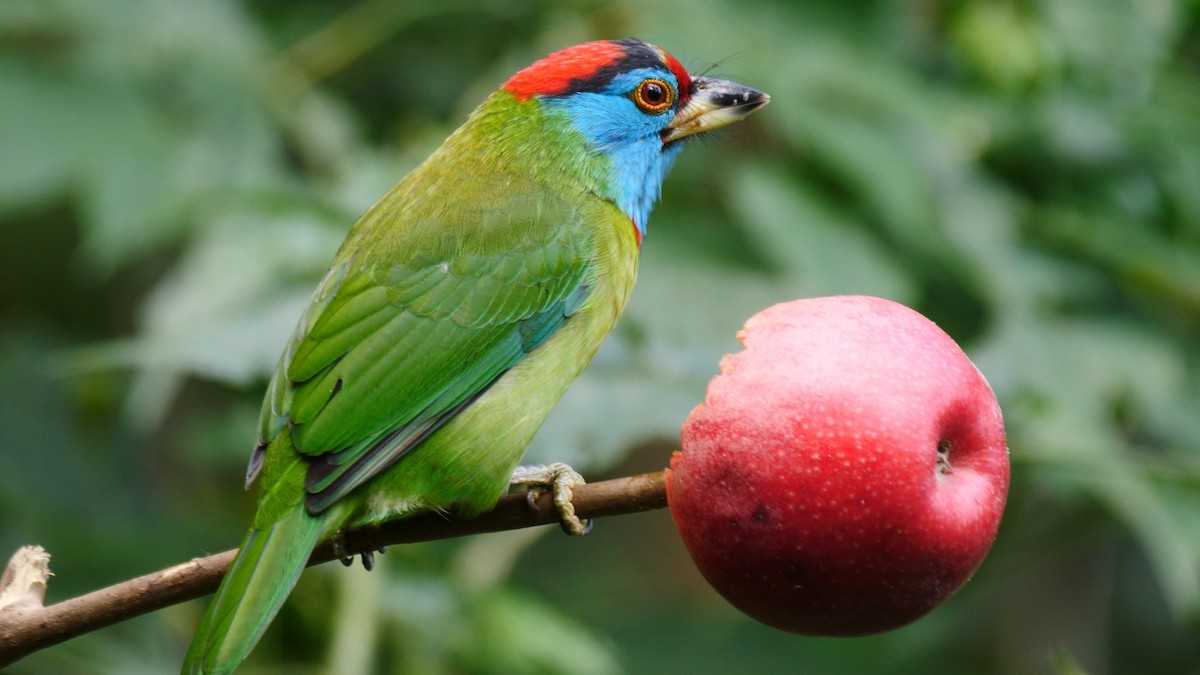 Blue-throated Barbet (Red-crowned) - ML205133191