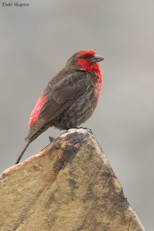 Red-fronted Rosefinch - ML205133211