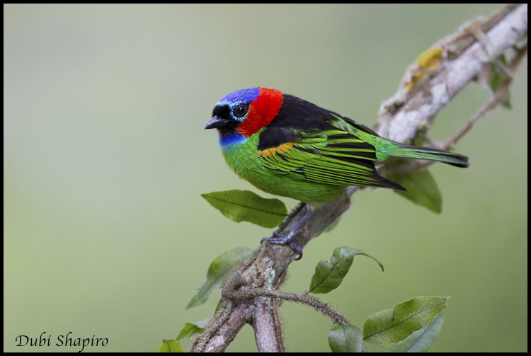 Red-necked Tanager - ML205133231