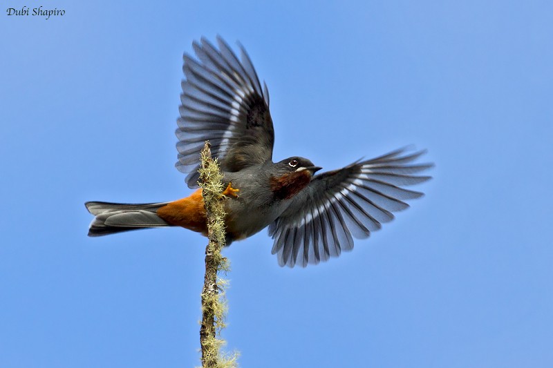 Rufous-throated Solitaire (Rufous-throated) - ML205133271