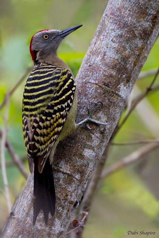 Hispaniolan Woodpecker - ML205133391