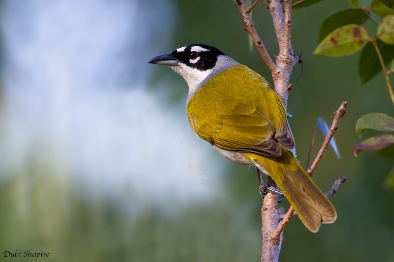Black-crowned Palm-Tanager - ML205133401