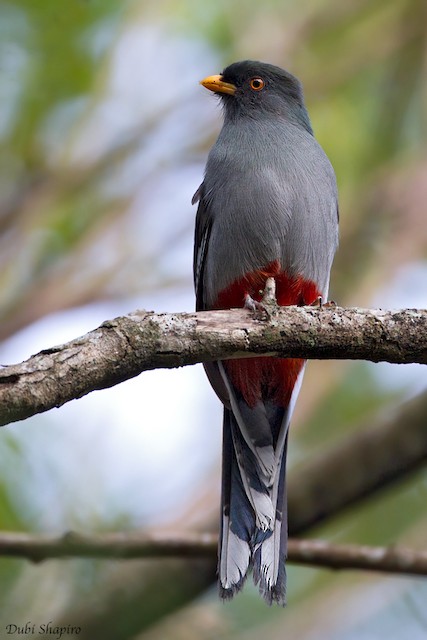 Formative Hispaniolan Trogon, possible Male. - Hispaniolan Trogon - 