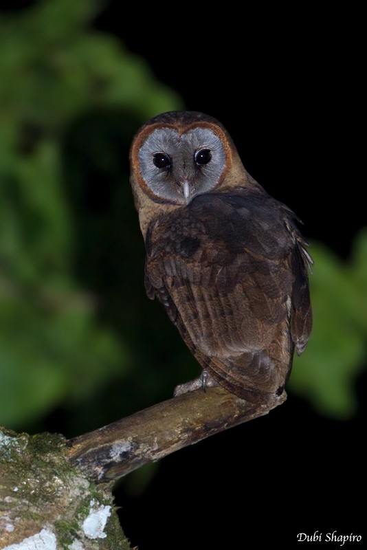 Ashy-faced Owl - Dubi Shapiro