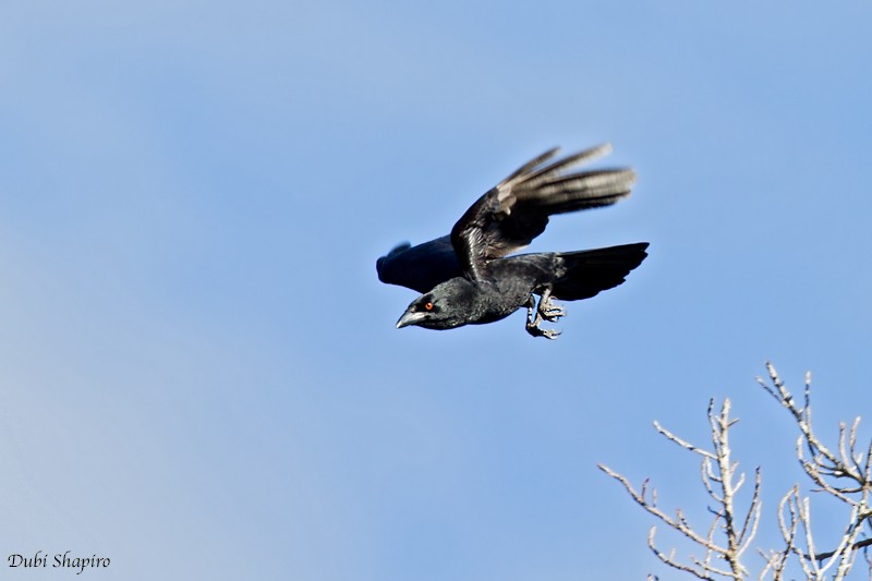 White-necked Crow - ML205133471