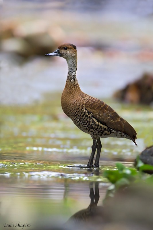 West Indian Whistling-Duck - ML205133491