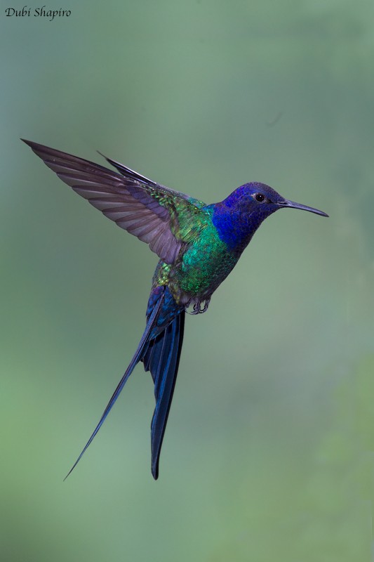Swallow-tailed Hummingbird - ML205133511