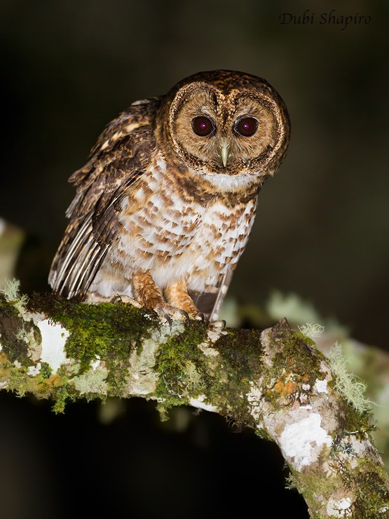 Rusty-barred Owl - Dubi Shapiro