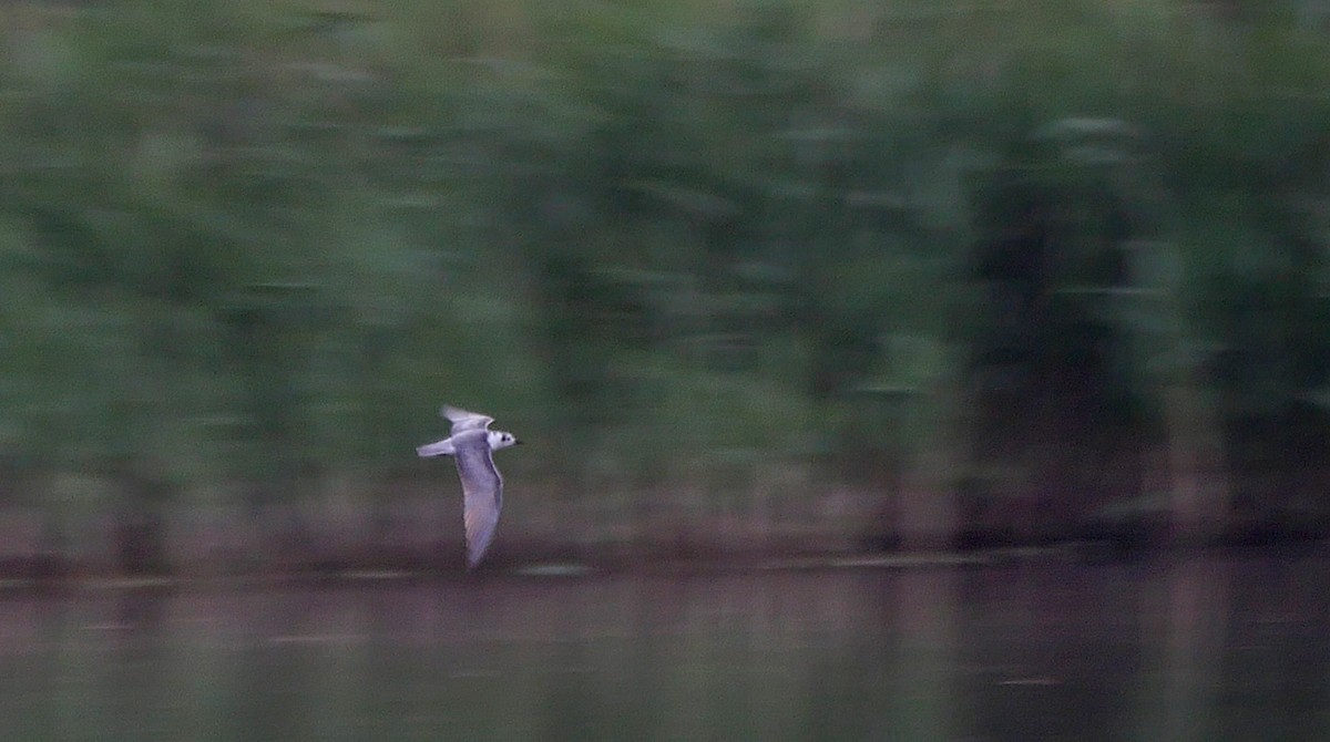 White-winged Tern - Josep del Hoyo