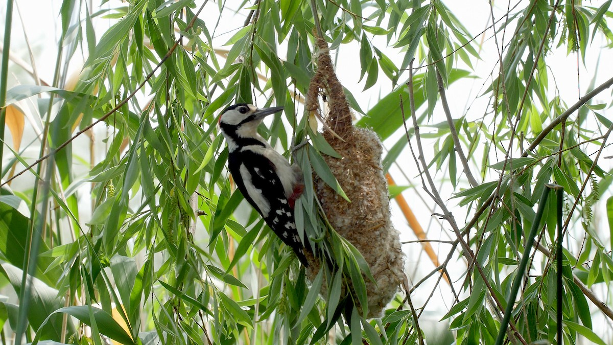 Great Spotted Woodpecker (Great Spotted) - ML205133811