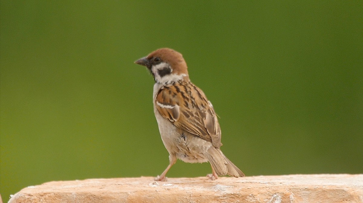 Eurasian Tree Sparrow - ML205133881