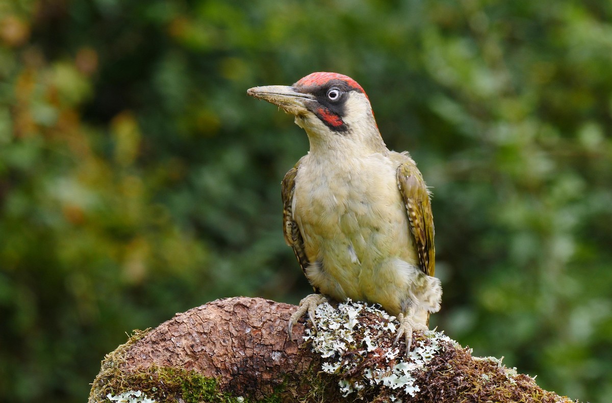 Eurasian Green Woodpecker (Eurasian) - ML205134071