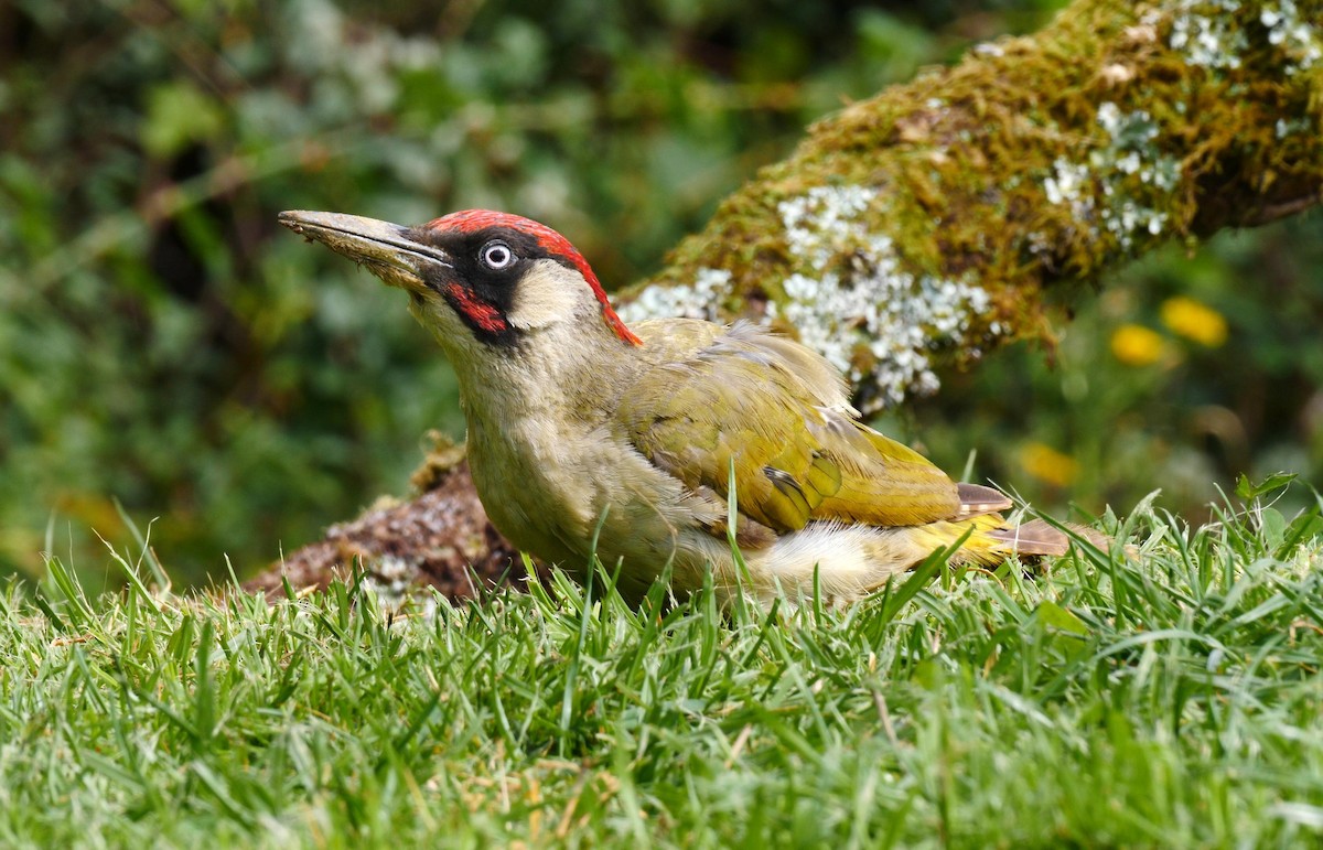 Eurasian Green Woodpecker (Eurasian) - ML205134081