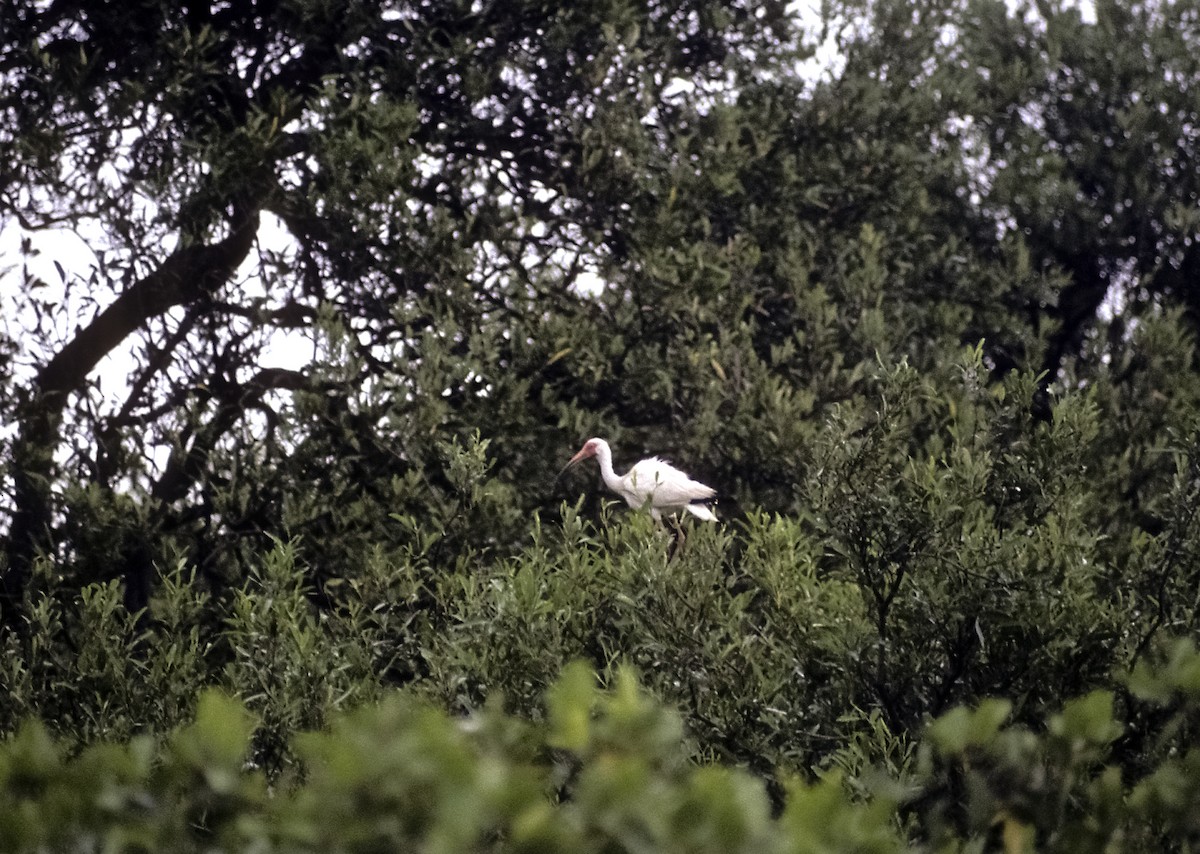 White Ibis - Josep del Hoyo