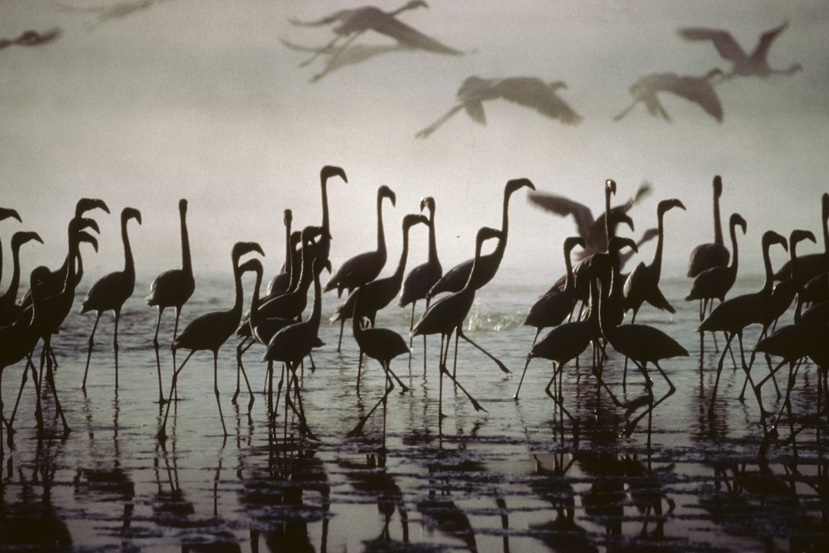 Lesser Flamingo - Josep del Hoyo