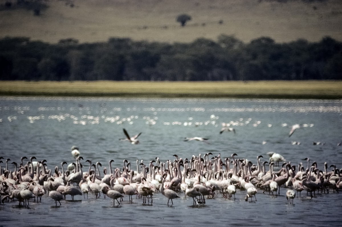 Lesser Flamingo - Josep del Hoyo
