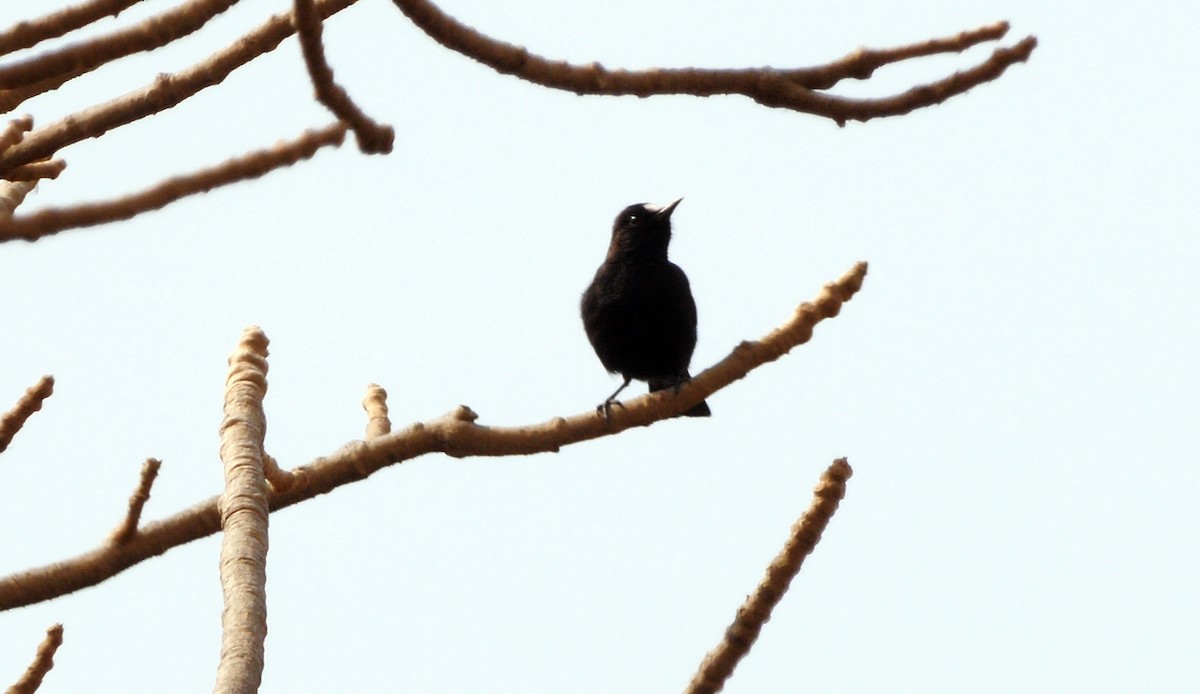 White-fronted Black-Chat - ML205134851