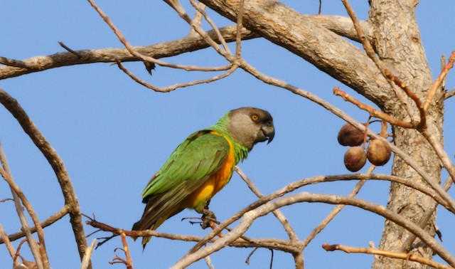 Senegalpapagei Ebird