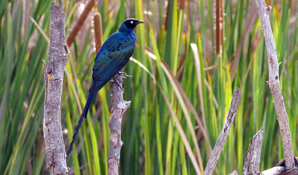 Long-tailed Glossy Starling - ML205135151
