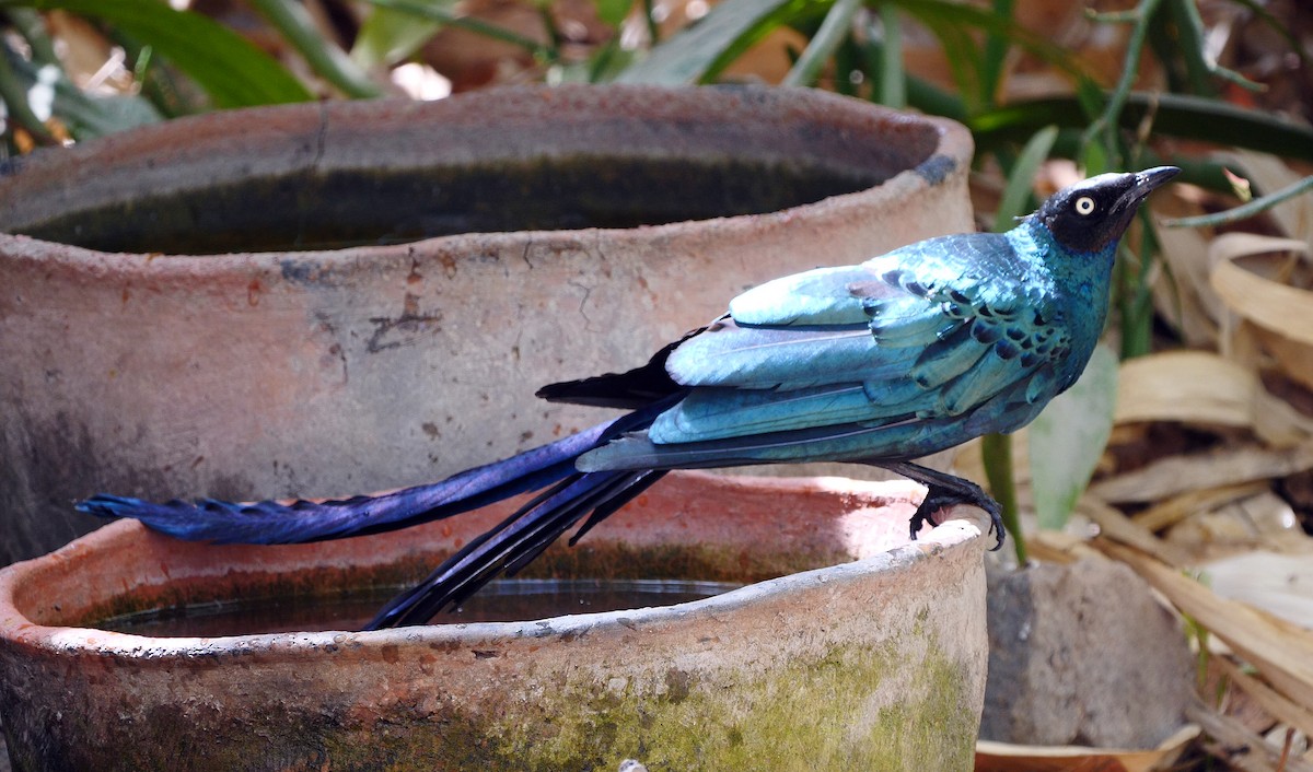 Long-tailed Glossy Starling - ML205135161