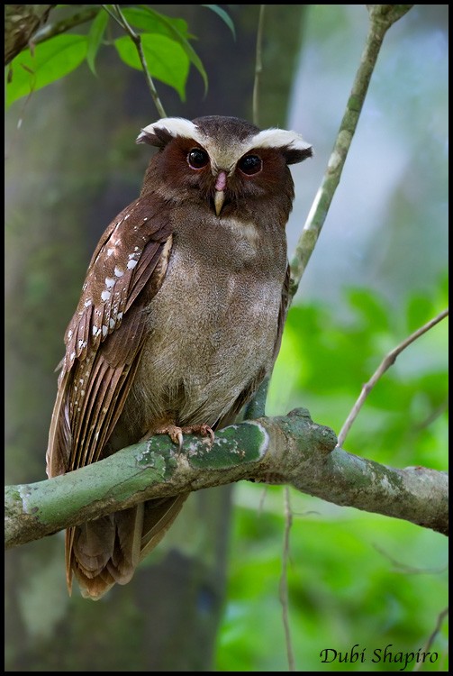 Crested Owl - Dubi Shapiro