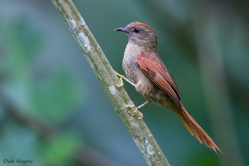 Ash-browed Spinetail - ML205135201