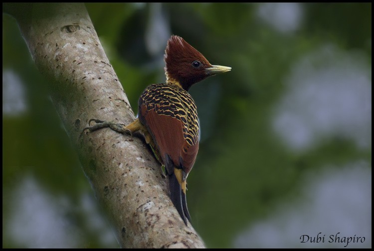 Rufous-headed Woodpecker - ML205135231