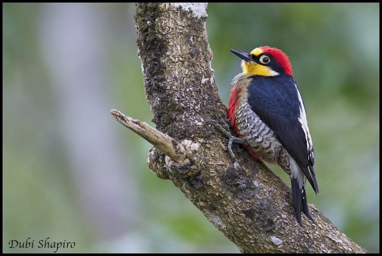 Yellow-fronted Woodpecker - ML205135261
