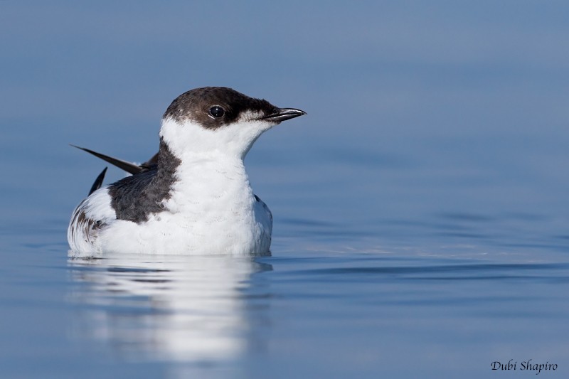 Marbled Murrelet