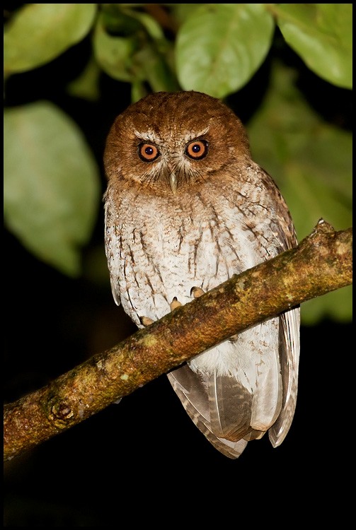 Puerto Rican Owl - Dubi Shapiro
