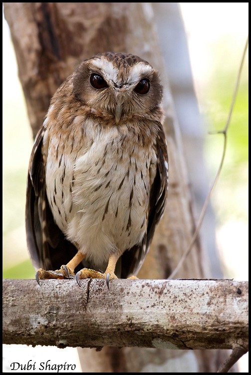 Bare-legged Owl - ML205135461