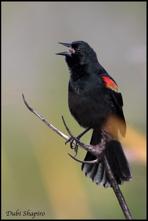 Red-shouldered Blackbird - Dubi Shapiro