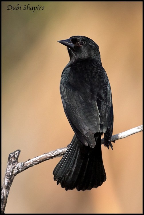 Red-shouldered Blackbird - Dubi Shapiro