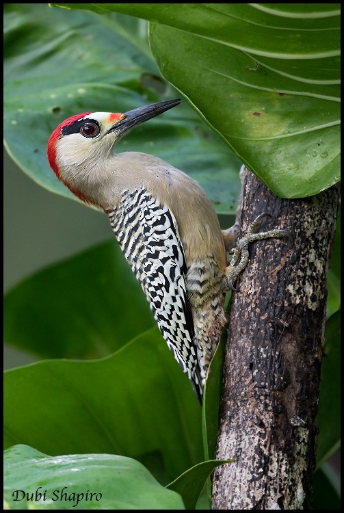 West Indian Woodpecker - Dubi Shapiro