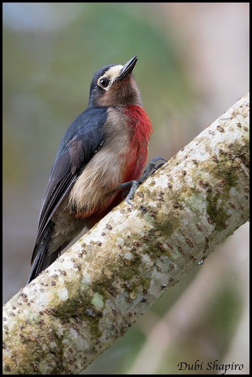 Puerto Rican Woodpecker - ML205135731
