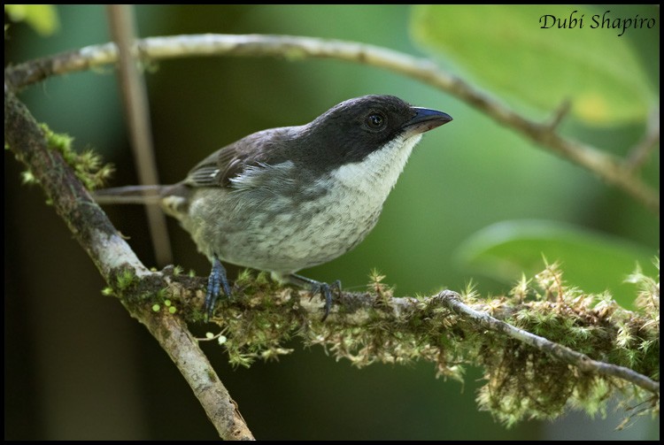 Puerto Rican Tanager - ML205135771