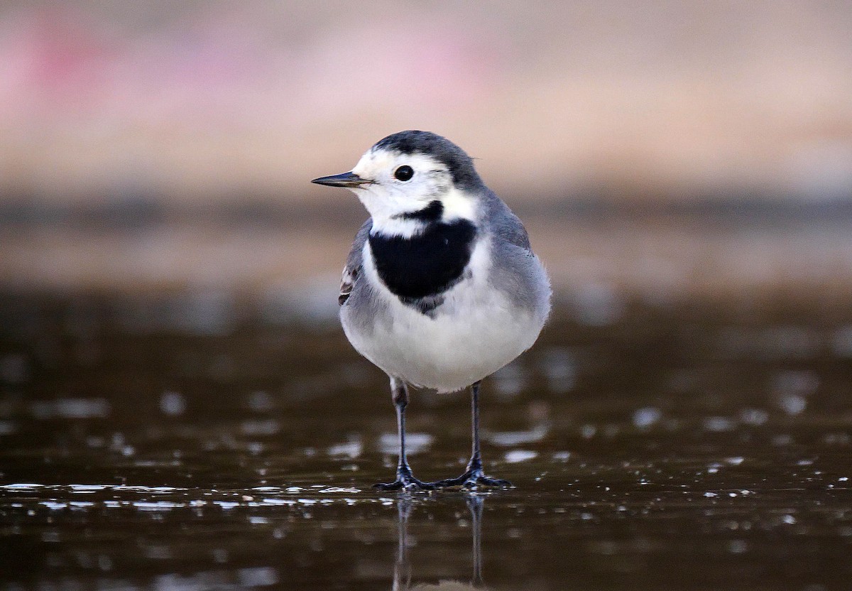 White Wagtail (White-faced) - ML205135851