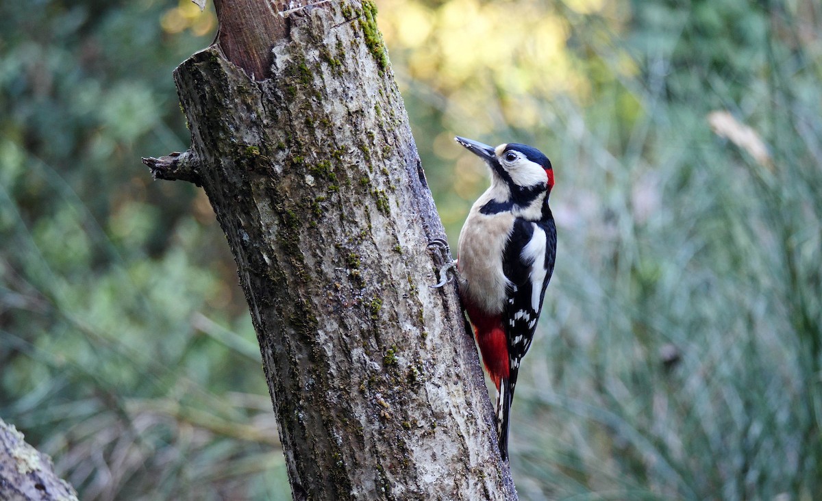 Great Spotted Woodpecker (Great Spotted) - ML205135921