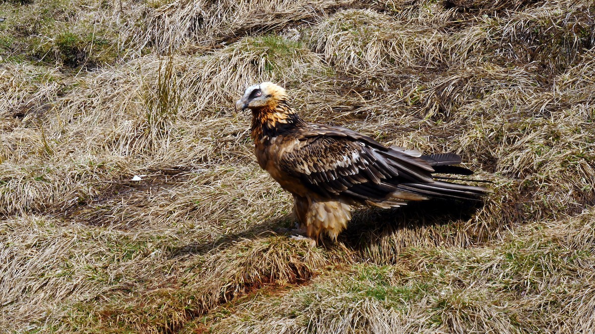 Bearded Vulture (Eurasian) - ML205136051