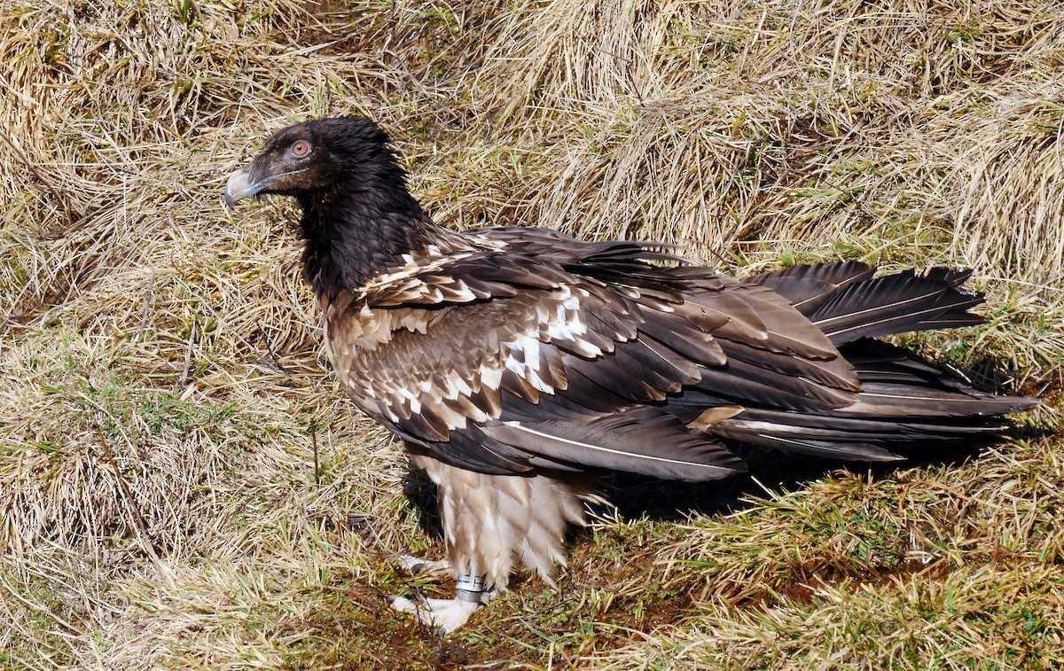 Bearded Vulture (Eurasian) - ML205136061