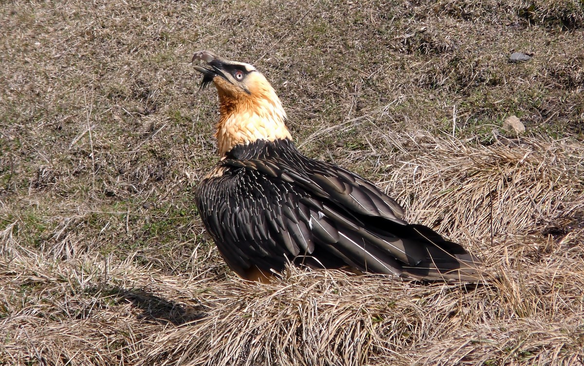 Bearded Vulture (Eurasian) - ML205136081