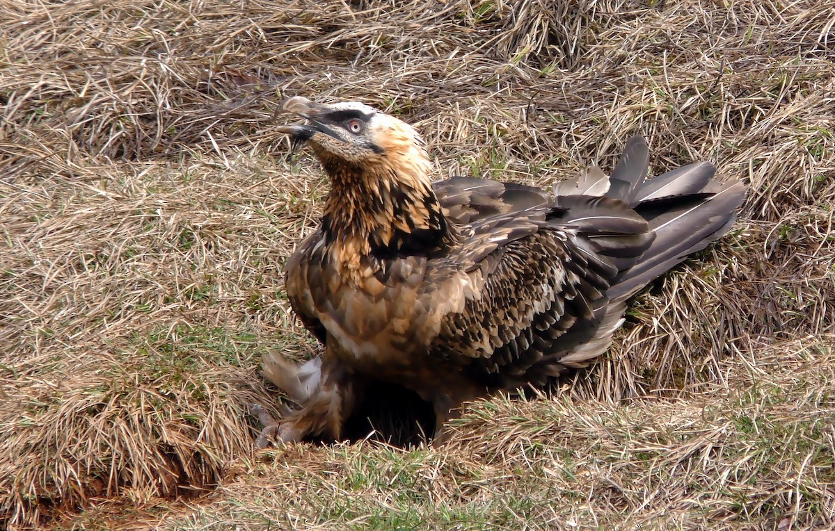 Bearded Vulture (Eurasian) - ML205136091