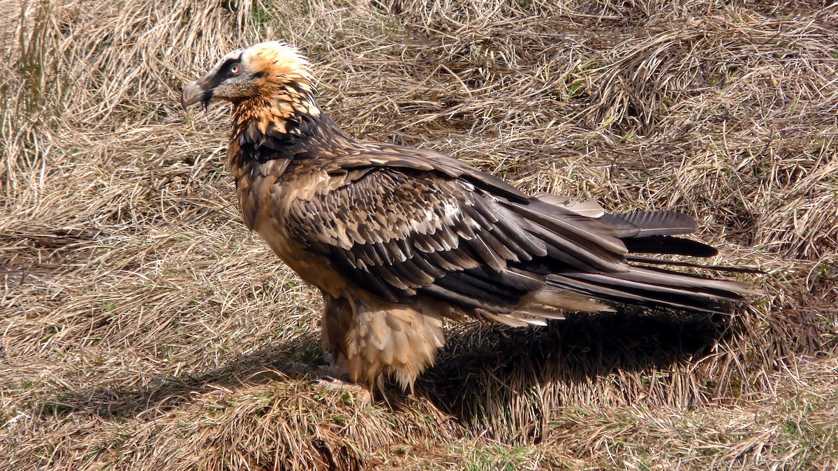 Bearded Vulture (Eurasian) - ML205136111