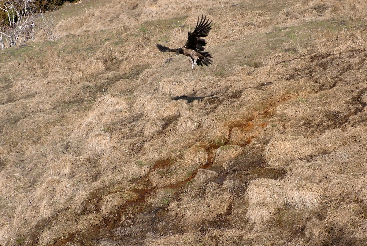 Bearded Vulture (Eurasian) - ML205136121