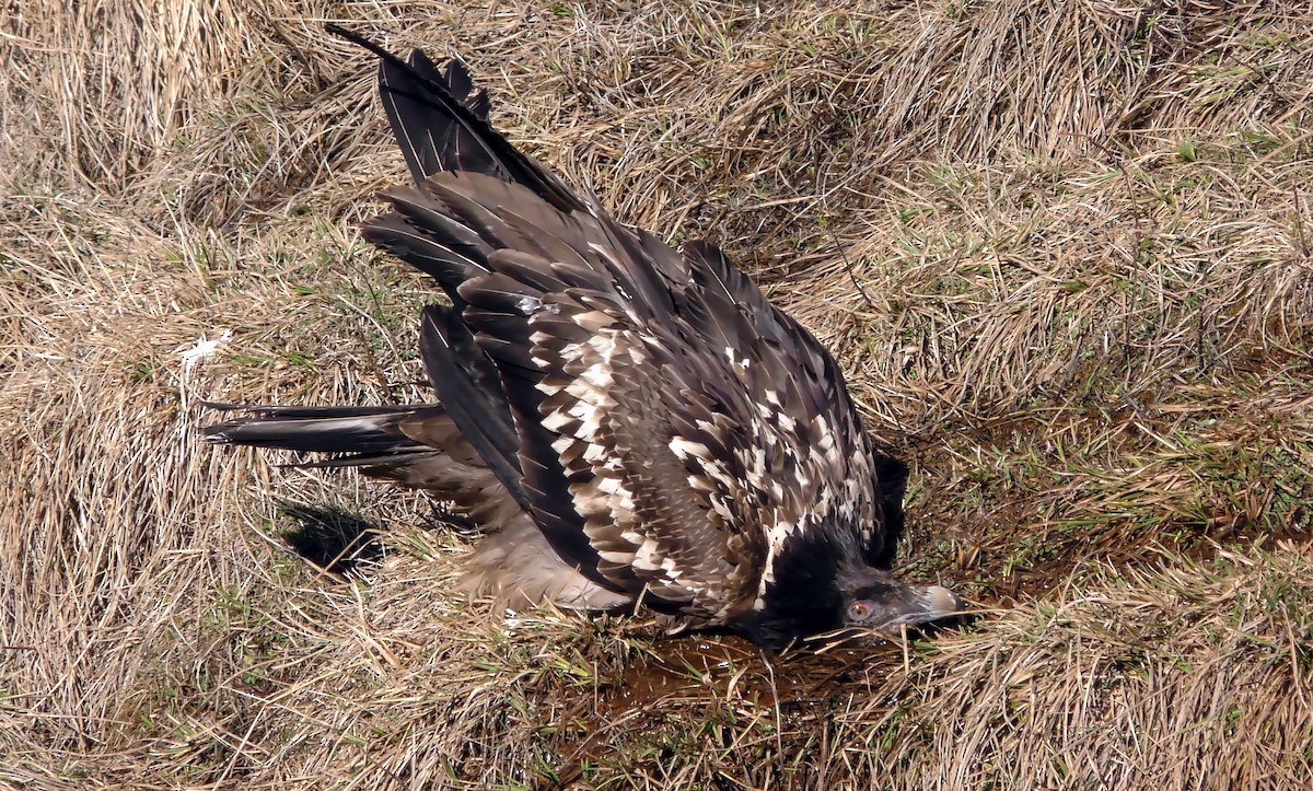 Bearded Vulture (Eurasian) - ML205136131