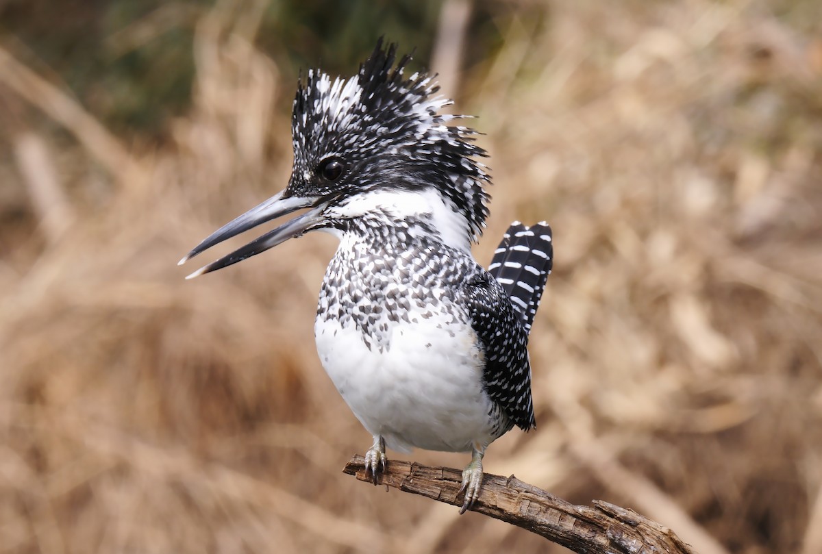 Crested Kingfisher - ML205136161