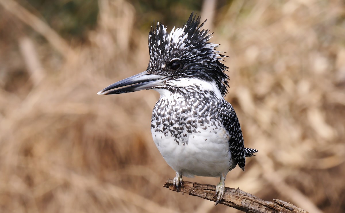 Crested Kingfisher - ML205136171