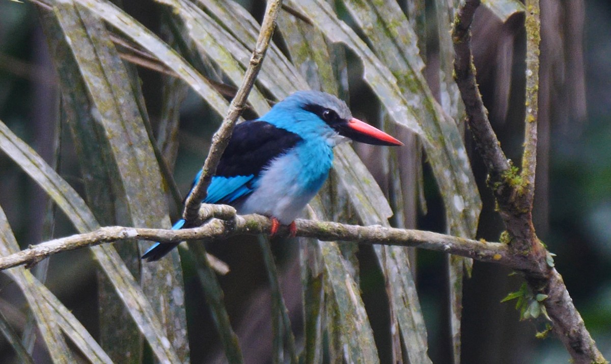 Blue-breasted Kingfisher - ML205136361