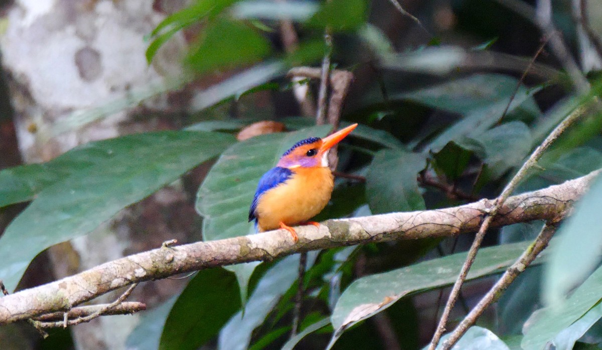 African Pygmy Kingfisher - ML205136371