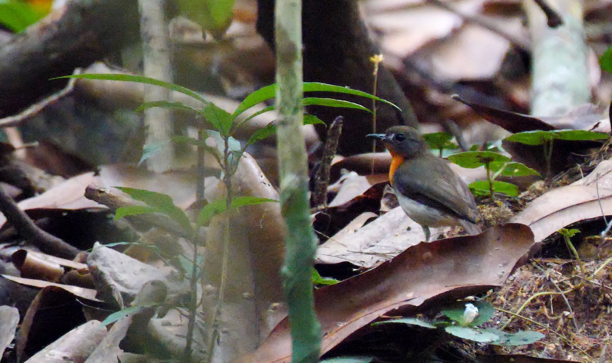 Orange-breasted Forest Robin - ML205136471